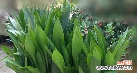 用一叶兰传递爱与美的信息 一叶兰的花语与意义