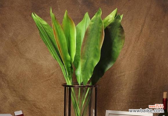 用一叶兰传递爱与美的信息 一叶兰的花语与意义