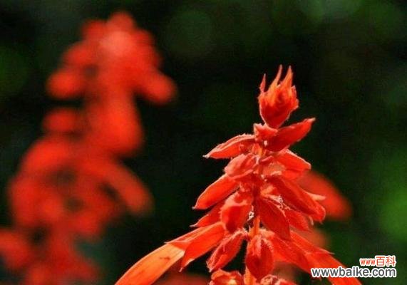 以一串红的花语是什么 红色花卉的花语