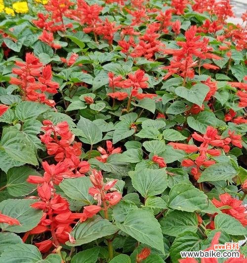 以一串红的花语是什么 红色花卉的花语