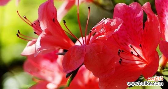 映山红花语的深意及其象征意义 映山红花语之美——传递爱与勇气