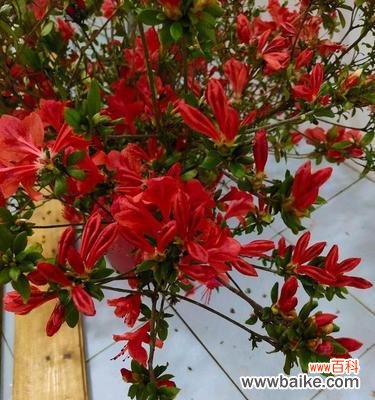 映山红花语的深意及其象征意义 映山红花语之美——传递爱与勇气