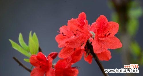 映山红花语的深意及其象征意义 映山红花语之美——传递爱与勇气