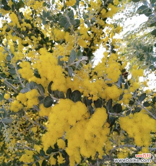 探秘银叶金合欢树的神秘语言 银叶金合欢树的花语及寓意解读