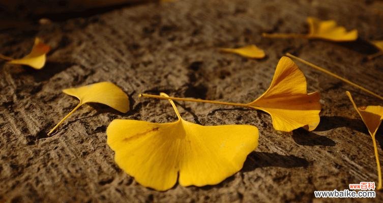 银杏叶的黄色编织出的秋日诗篇 银杏的花语——秋天的守护者
