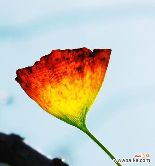 银杏叶的黄色编织出的秋日诗篇 银杏的花语——秋天的守护者