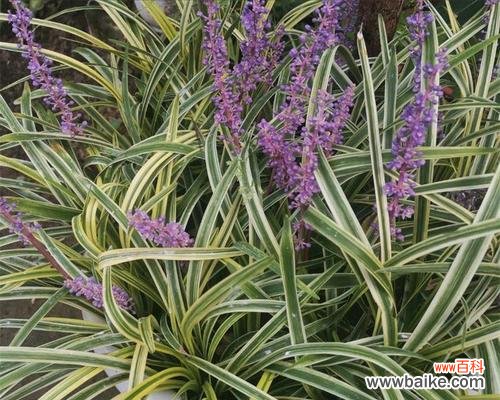 揭示玉龙草的深层意义 玉龙草的寓意与象征意义