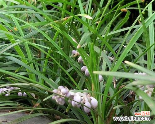 揭示玉龙草的深层意义 玉龙草的寓意与象征意义