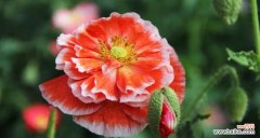 探寻虞美人花的花语之美 虞美人的花语与美丽绽放