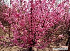 以榆叶梅的花语传递祝福与坚韧的力量 以榆叶梅的花语