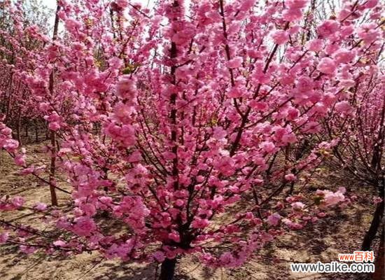 以榆叶梅的花语传递祝福与坚韧的力量 以榆叶梅的花语