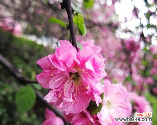 以榆叶梅的花语传递祝福与坚韧的力量 以榆叶梅的花语