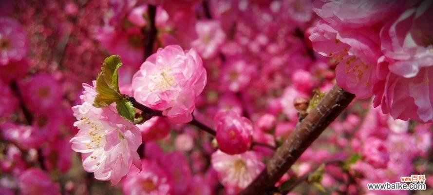以榆叶梅的花语传递祝福与坚韧的力量 以榆叶梅的花语