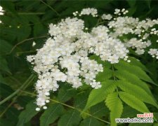 探寻珍珠梅花的独特魅力与象征意义 珍珠梅的花语和寓意