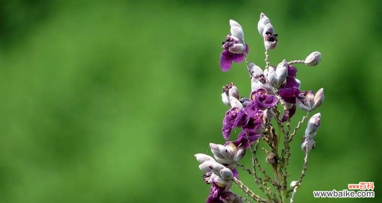 再力花的神秘魅力与象征意义 再力花之花语
