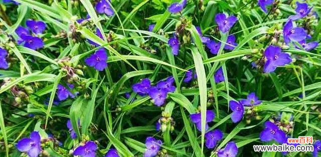 一朵紫露草的情感传递与心灵启迪 紫露草的花语和寓意