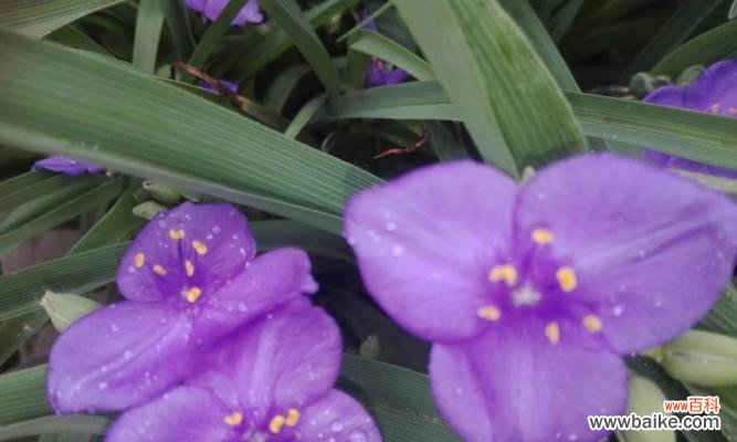 一朵紫露草的情感传递与心灵启迪 紫露草的花语和寓意