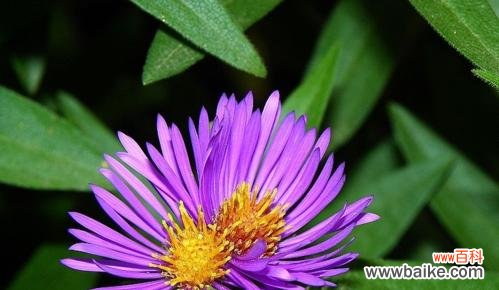 揭开紫色三叶草的神秘面纱 紫色三叶草的花语与祝福