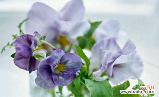 揭示紫罗兰的浪漫与神秘 紫罗兰花语的深刻寓意