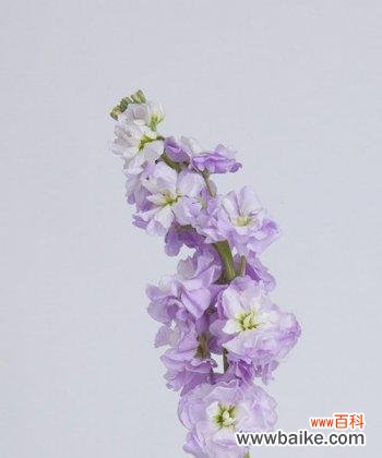 揭示紫罗兰的浪漫与神秘 紫罗兰花语的深刻寓意