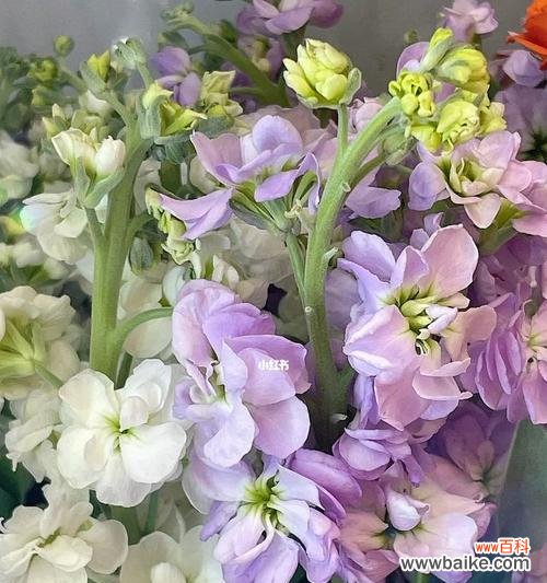 揭示紫罗兰的浪漫与神秘 紫罗兰花语的深刻寓意