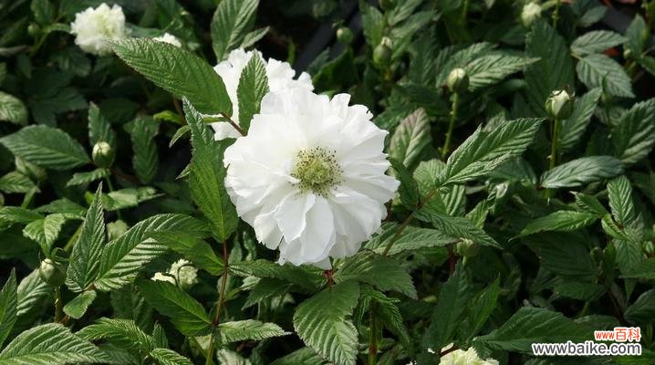 揭示荼蘼花的神秘符号 荼蘼花语