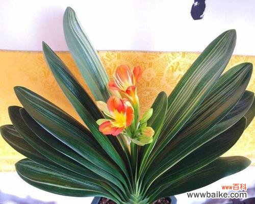 探寻君子兰的花语 君子兰花语与人生哲理