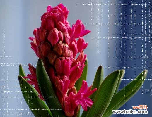 呼唤春天的芬芳 风信子的花语和故事