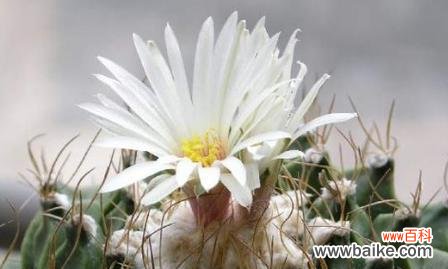 探寻仙人掌花的文化内涵与生命力的启示 仙人掌花语的象征与寓意——坚韧不拔的生命之花