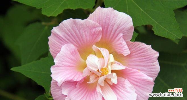 探索芙蓉花的花语 芙蓉花之美