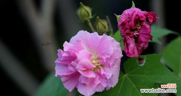 探索芙蓉花的花语 芙蓉花之美
