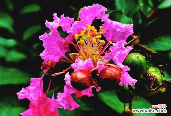 探寻紫薇花的美丽与神奇 紫薇花的寓意和作用