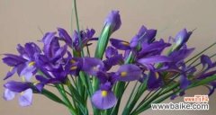 探寻鸢尾花的深意——从花语到文化符号 鸢尾花的花语与寓意