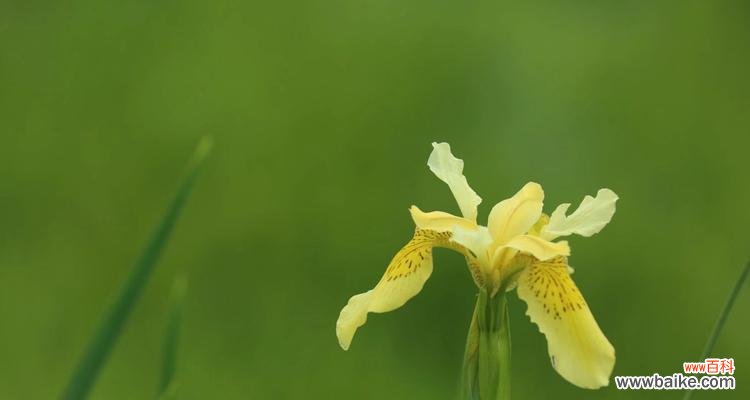 鸢尾花的花语和象征意义 探寻鸢尾花的花语之美