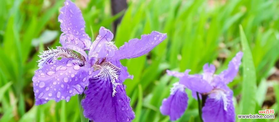 鸢尾花的花语和象征意义 探寻鸢尾花的花语之美