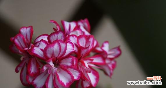 探秘天竺葵花的内涵与象征 天竺葵的花语及代表意义