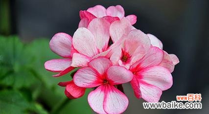 探秘天竺葵花的内涵与象征 天竺葵的花语及代表意义