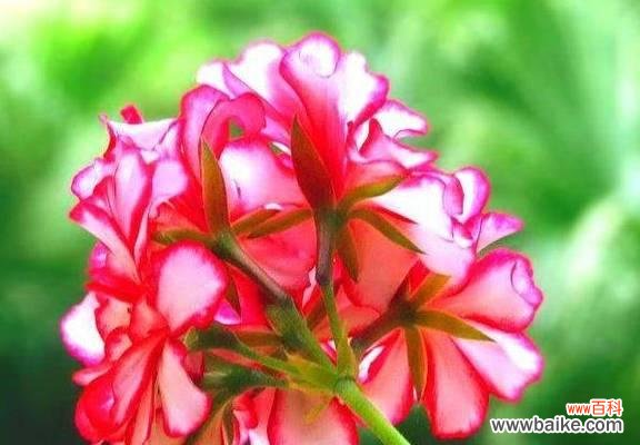 探寻天竺葵花的神奇之处 天竺葵的花语与寓意