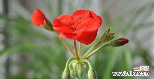 探寻天竺葵花的神奇之处 天竺葵的花语与寓意