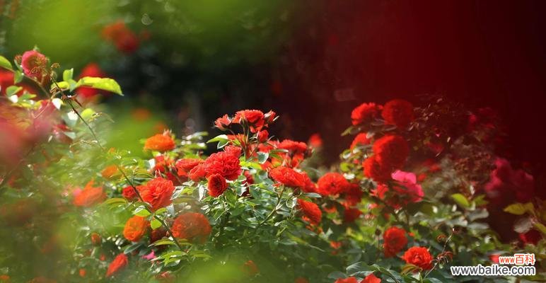 橘色月季 橘色月季的花语象征与寓意