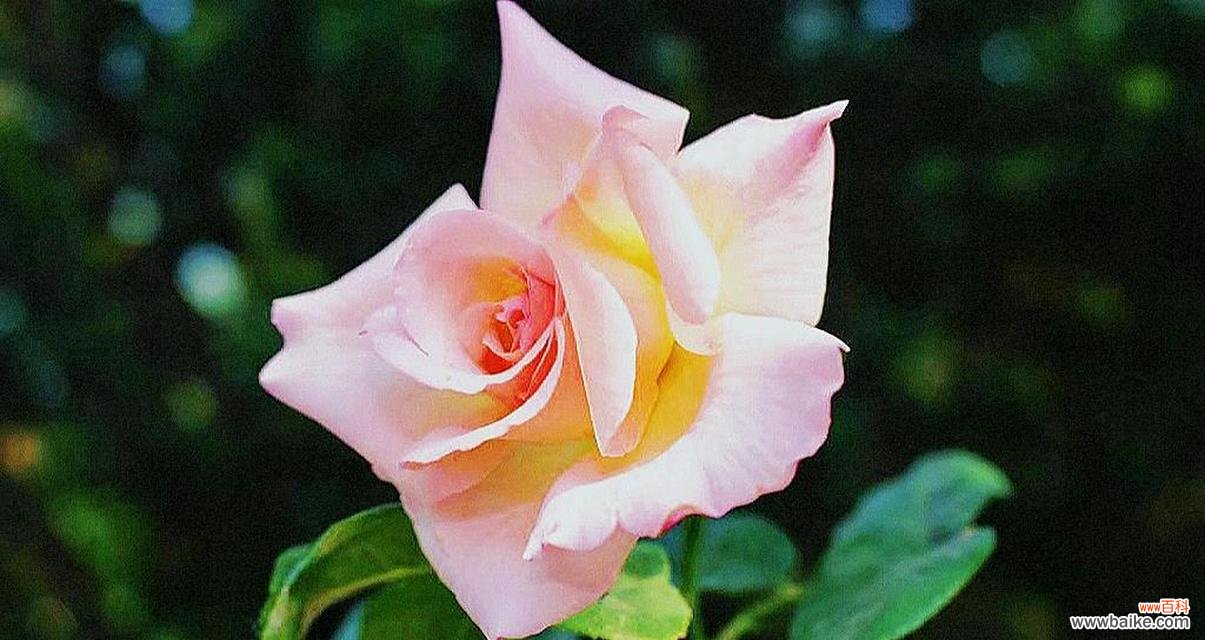 橘色月季 橘色月季的花语象征与寓意