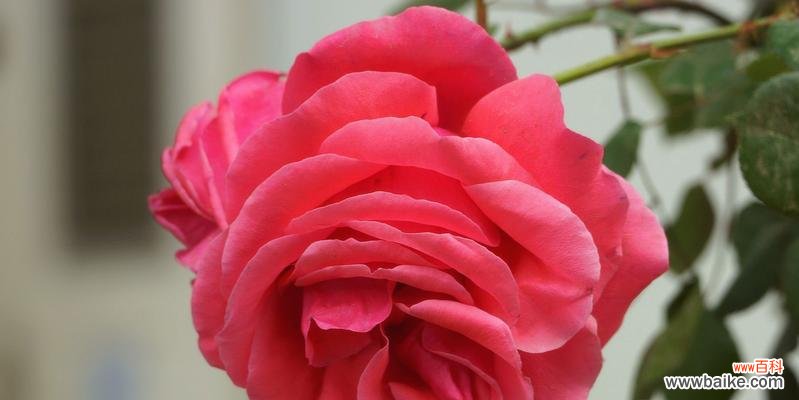 橘色月季 橘色月季的花语象征与寓意