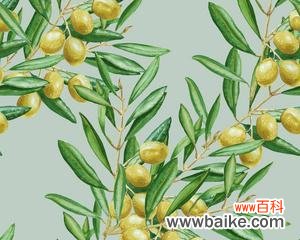 探索橄榄枝在历史 橄榄枝的象征意义