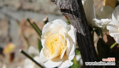 探索橄榄枝在历史 橄榄枝的象征意义