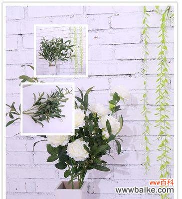 探索橄榄枝在历史 橄榄枝的象征意义