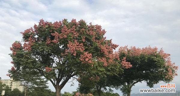 探索栾树的独特寓意与成长能力 栾树的象征意义与生命力