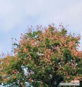 探索栾树的独特寓意与成长能力 栾树的象征意义与生命力