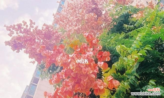 栾树花语 栾树花语之美——探寻栾树花的含义