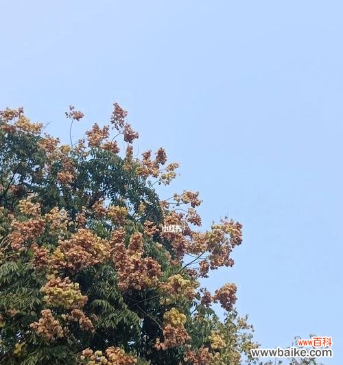 栾树花语 栾树花语之美——探寻栾树花的含义