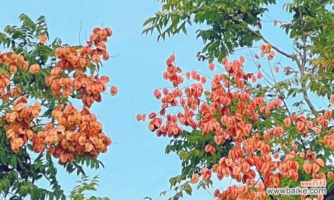 栾树花语 栾树花语之美——探寻栾树花的含义